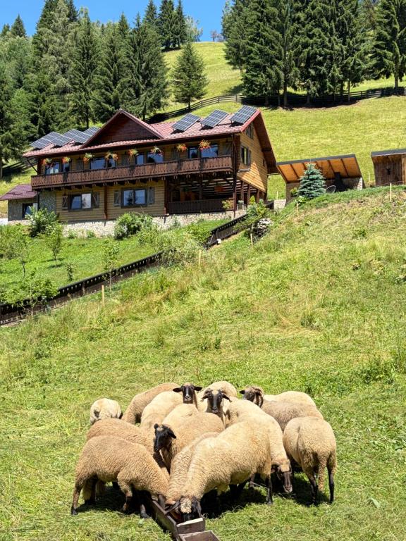 a herd of sheep grazing in a field in front of a house at Moșia Sofiei in Moieciu de Sus