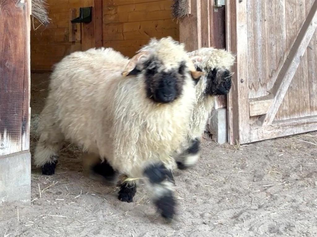 two sheep are standing next to a door at Lieblingsnest in Bad Fallingbostel
