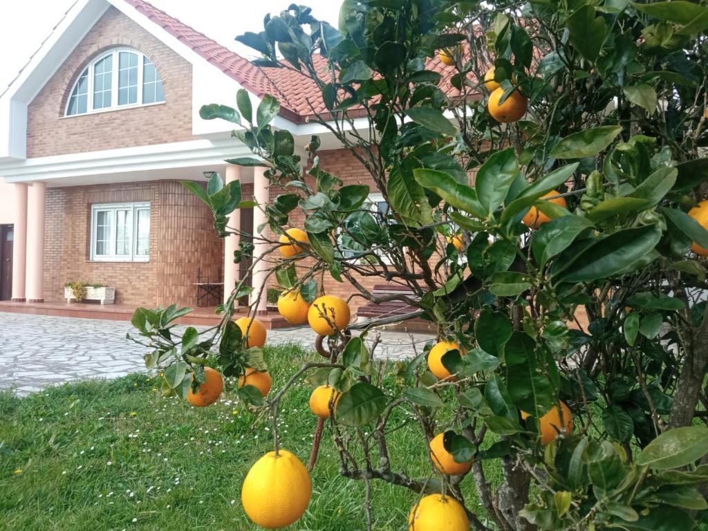 a bunch of oranges on a tree in front of a house at Finca la Tierruca de Cudon in Cudón