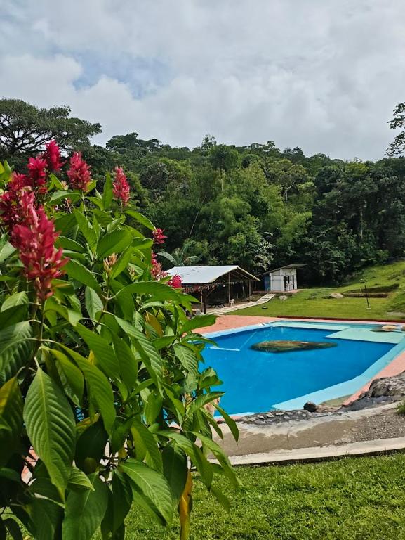 a view of a swimming pool with a tree at Finca Agroturística La pradera in Acacías