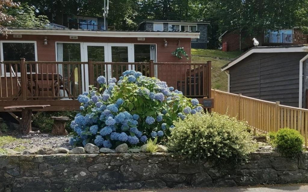 a large blue flower bush in front of a house at Crofters Cabin in Caernarfon