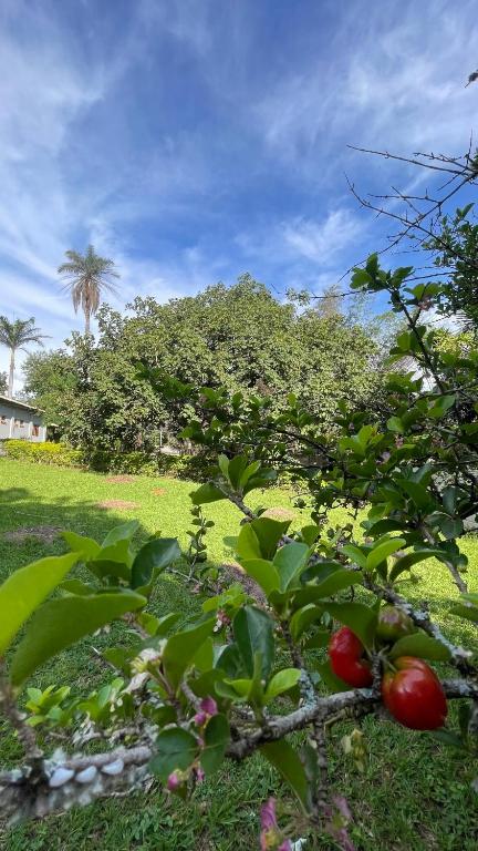a tree with red fruits on it in a field at A Casa da lua in Lagoa Santa