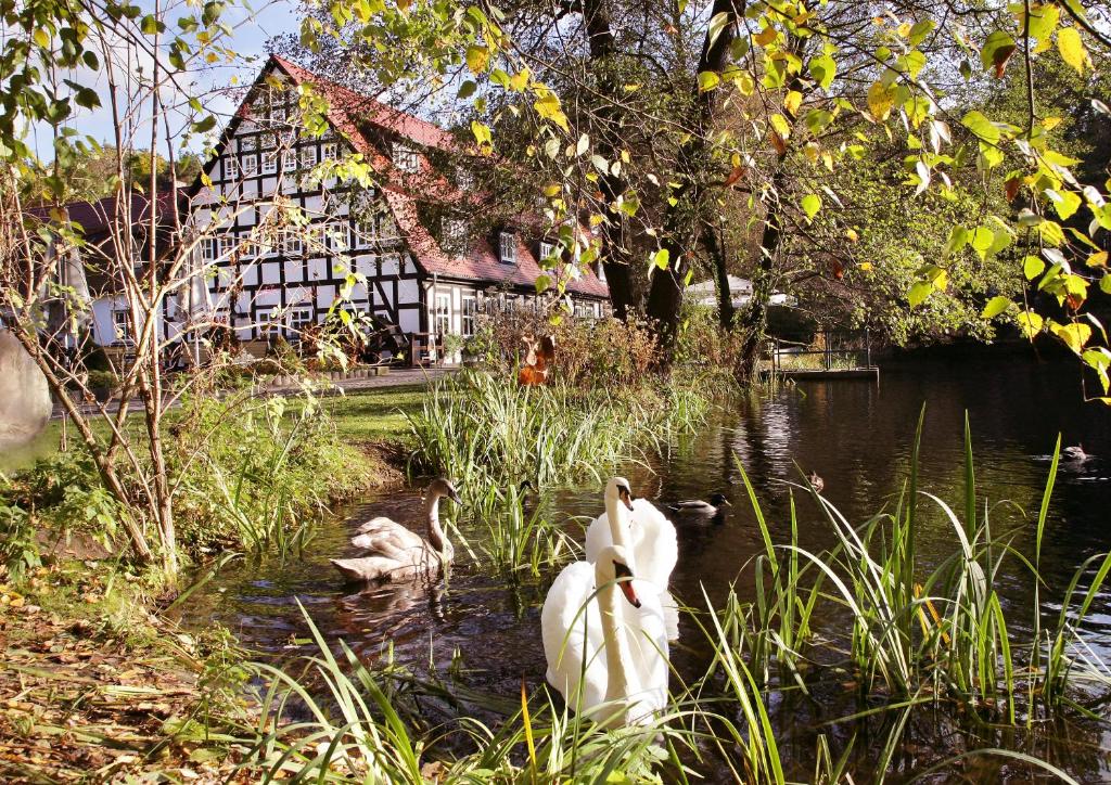 deux cygnes dans l'eau devant une maison dans l'établissement Springbach-Mühle Belzig, à Bad Belzig