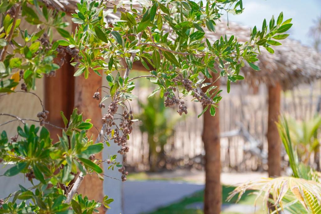 a tree with green leaves and a building at Pousada vila jaguar in Tutóia