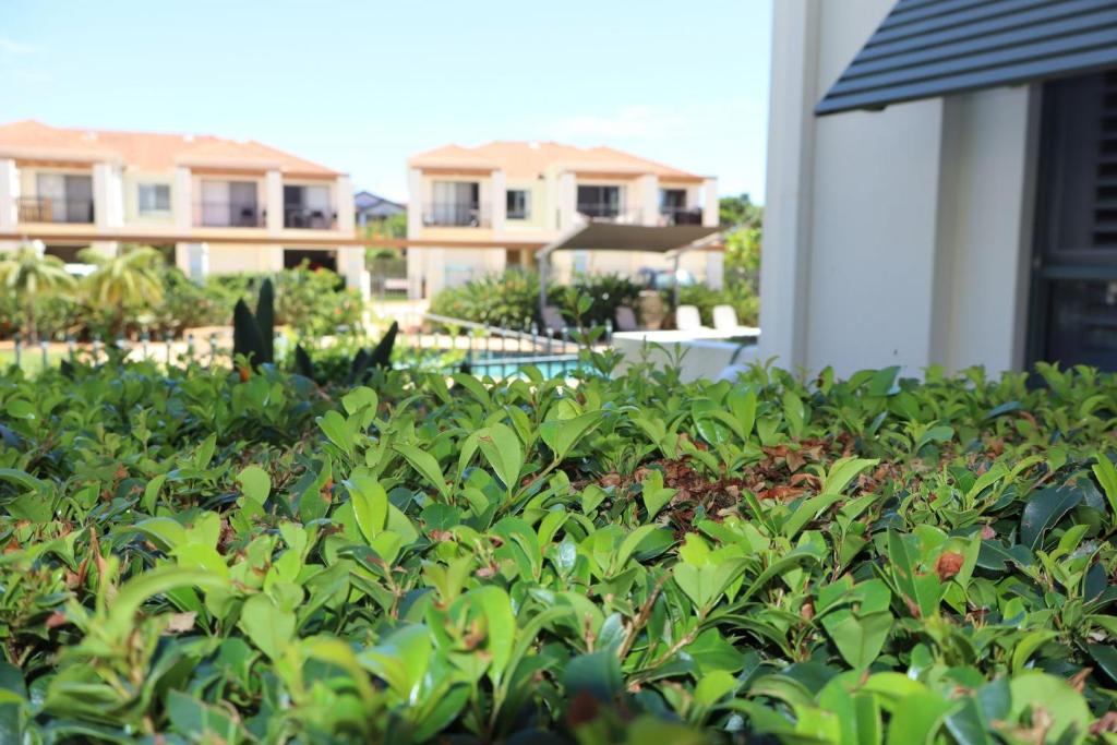 a hedge in a yard with houses in the background at Breakers 1-3 - Ocean Views - Stone Real Estate Yamba in Yamba