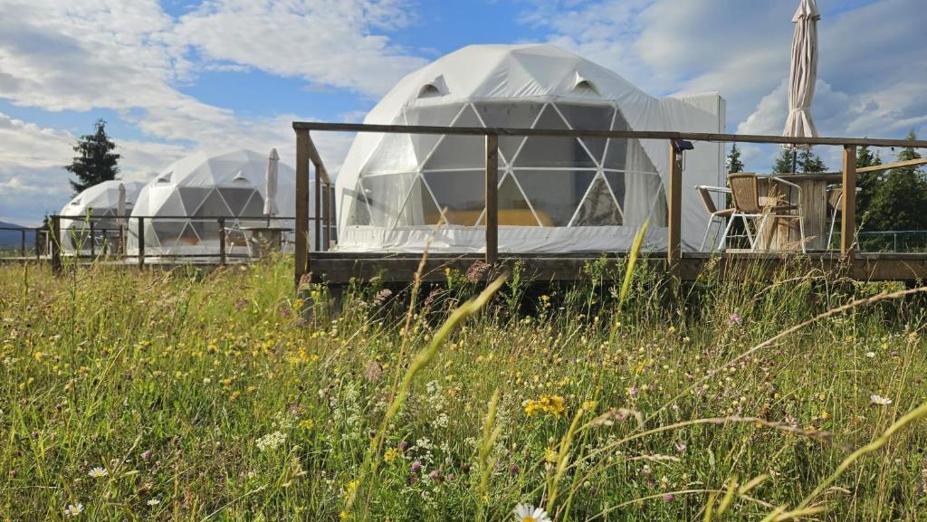 two domed domes in a field of grass at Glamping 4 us in Topliţa