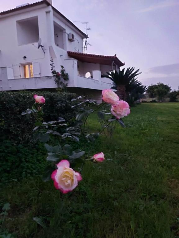 Ein Strauß rosa Rosen vor einem Haus in der Unterkunft Aethera Maisonette in Kokóni