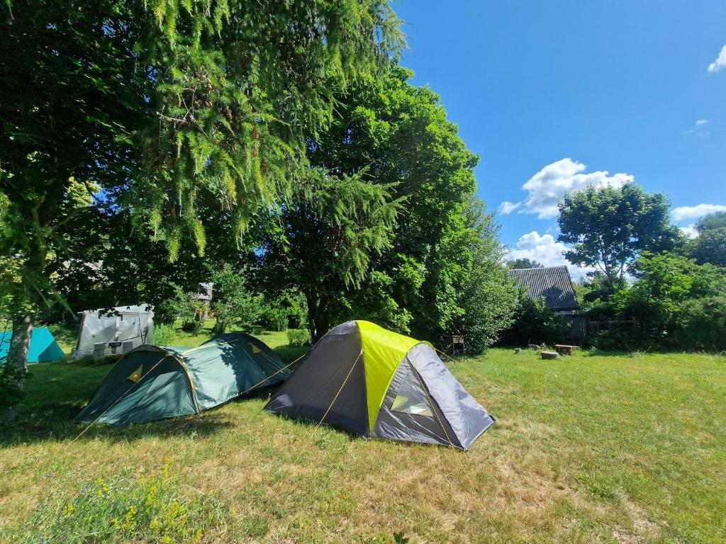 two tents in a field next to a tree at Tentu Tentu, Babushtent in Ventspils