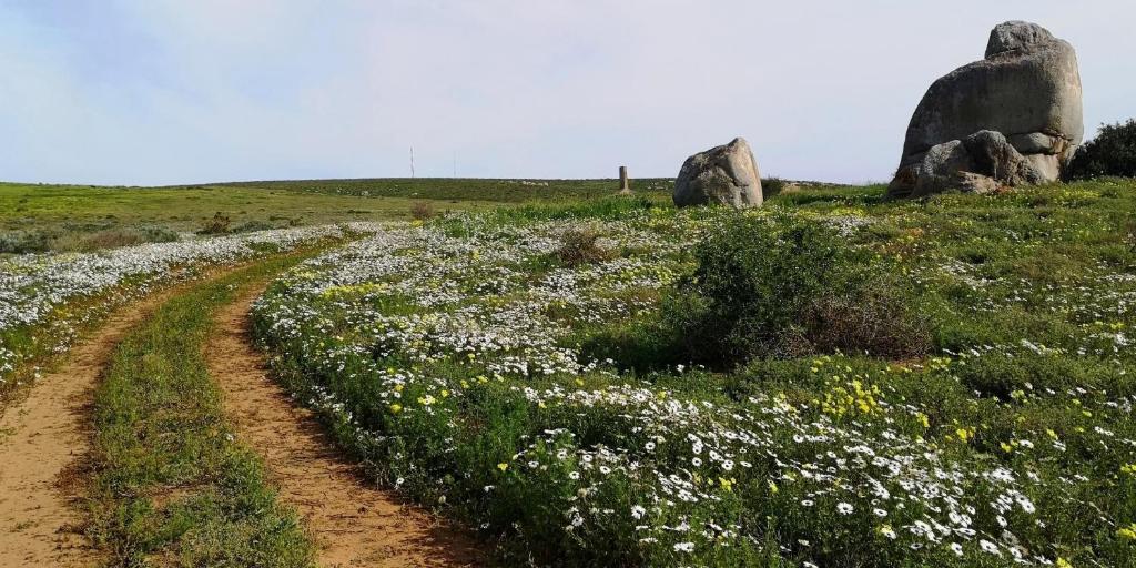 a dirt road in a field with flowers and rocks at Visvanger self catering in Britannia Bay