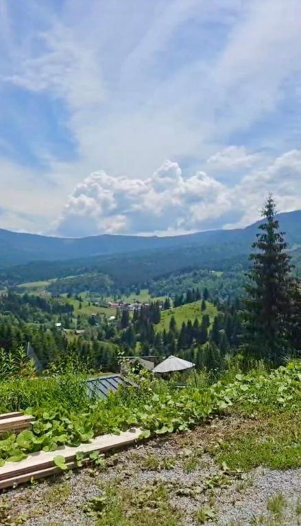a view of a valley from a hill with a tree at KraftColibita in Colibiţa
