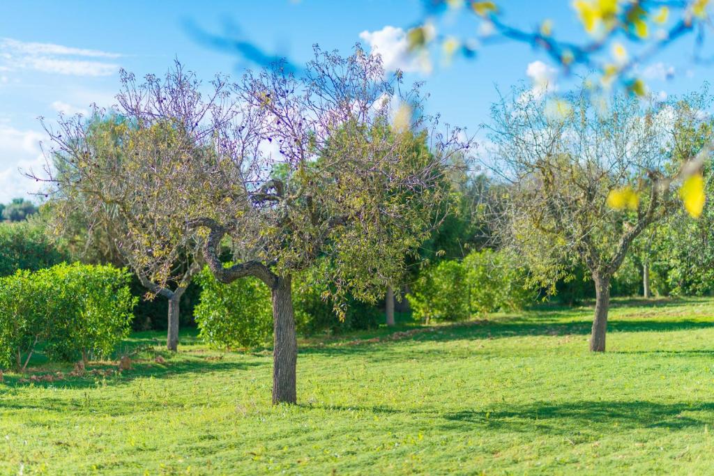 Zahrada ubytování Vista Alegre