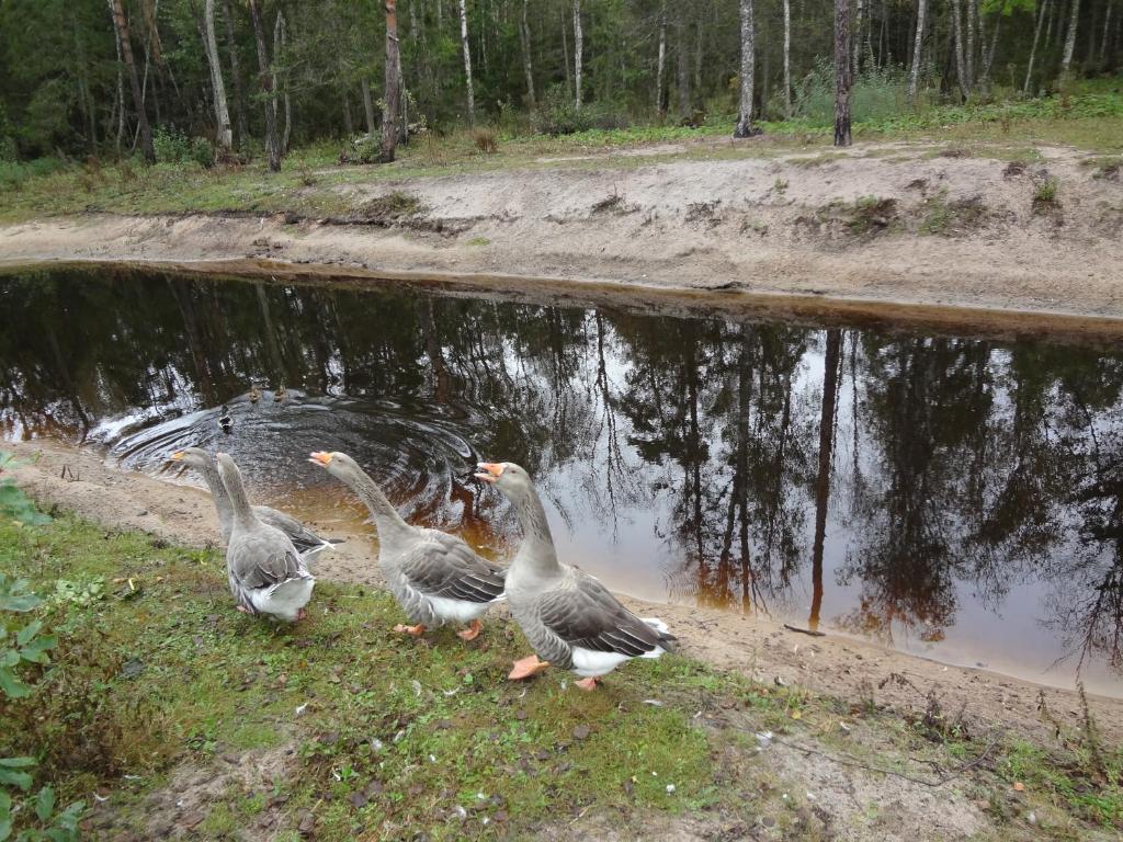 Zvířata v prázdninového domu nebo okolí