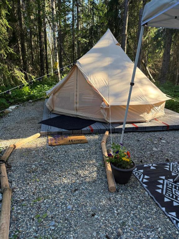 a tent with a potted plant on the ground at Willowbank Bell Tent in Golden