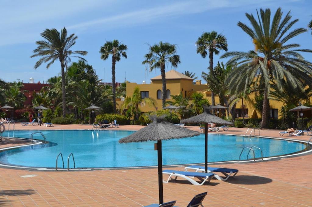 a swimming pool with chairs and umbrellas and palm trees at Cosy apartment in Corralejo, shared pool, 55 m² in Corralejo