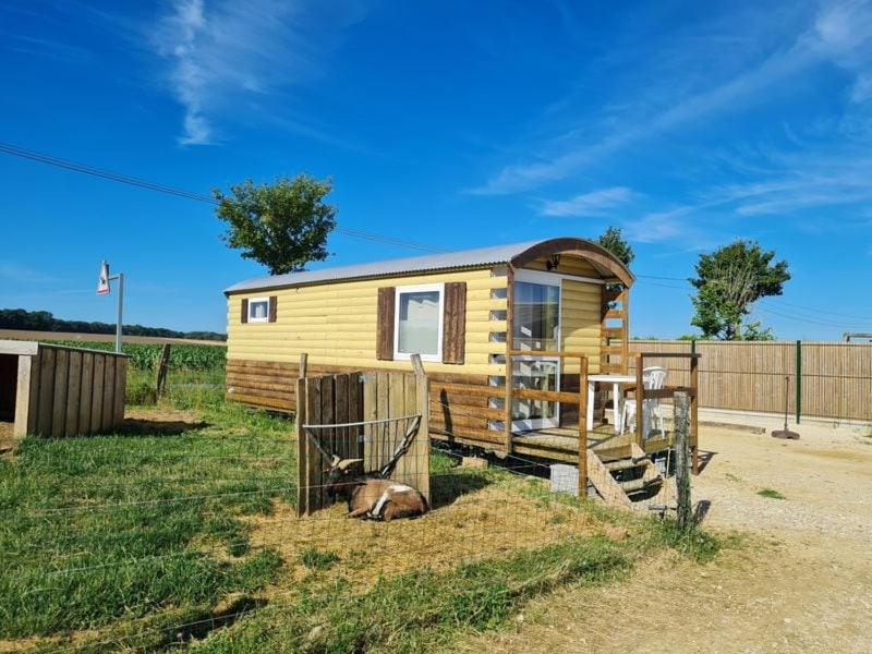 a tiny house with a cow laying in the grass at Comfortable roulotte Chèvres du Vermois in Burthecourt-aux-Chênes