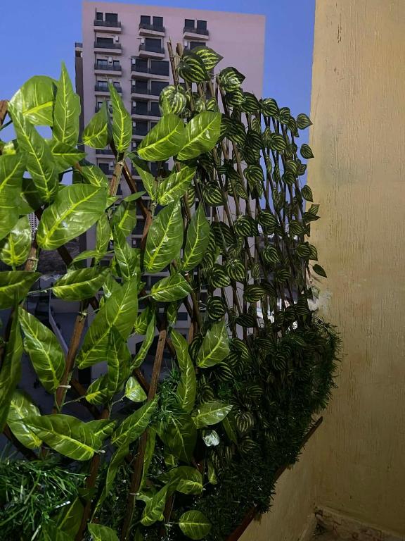 a plant with green leaves next to a building at Paradis house in Oran