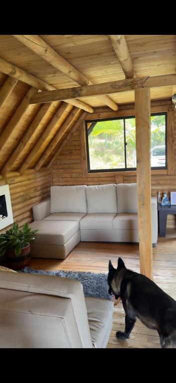 a dog standing in a living room with a couch at Chalet Amar in Mazo