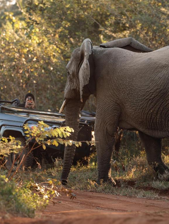 an elephant standing next to a vehicle with a man at Karongwe - Chisomo Safari Camp in Hoedspruit