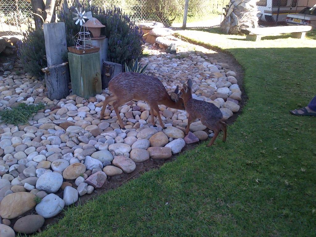 two deer are walking through a rock garden at Grysbok Self Catering Accommodation in Oudtshoorn