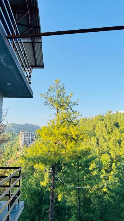 a view of a tree with yellow leaves on it at CLOUD HEIGHTS COTTAGE NATHIA GALi in Nathia Gali