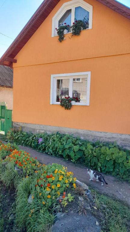 a cat sitting in front of a house with flowers at Nagy Ildikó Vendégház in Lăzarea