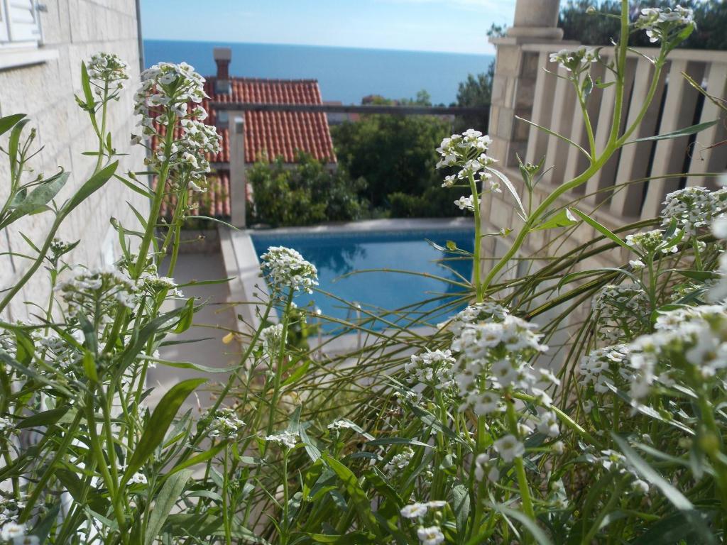 a swimming pool in a garden with white flowers at Guesthouse Villa Klaic in Dubrovnik