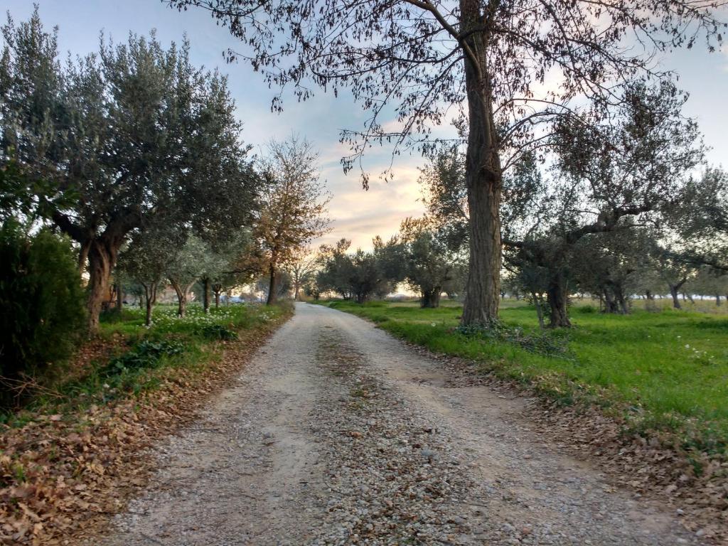 a dirt road with trees on either side at Casale Re di Coppe in Lanciano
