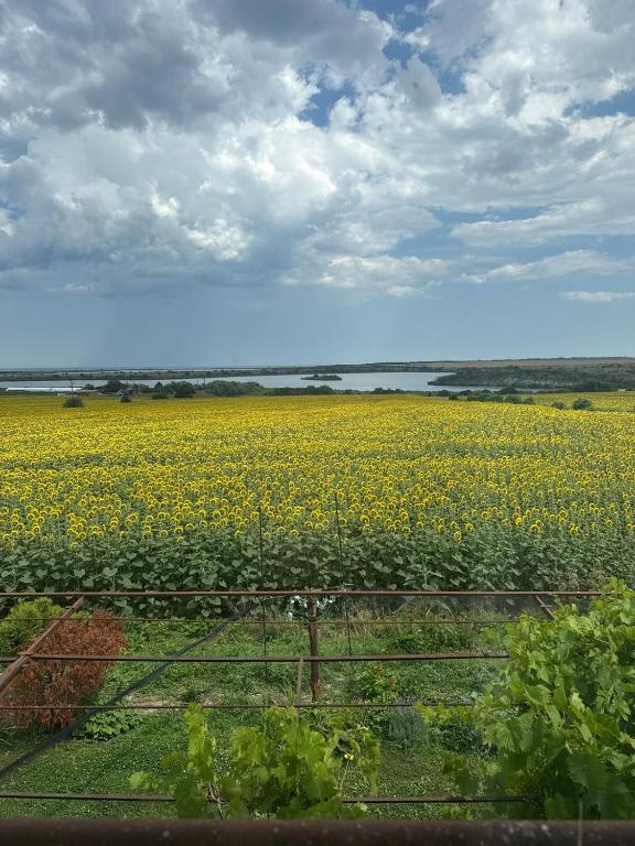 a large field of yellow flowers in a field at Guest House Bed and Birding in Durankulak