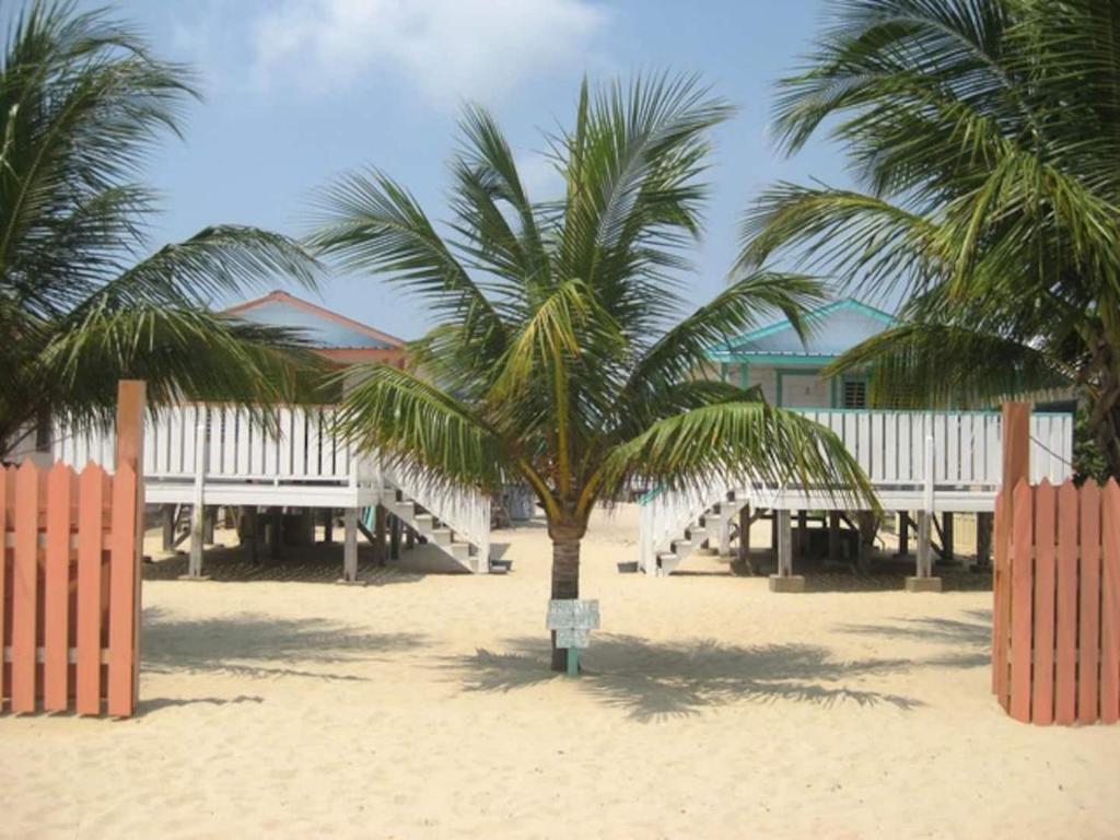 a palm tree on the beach in front of a building at Tri Tan Beach Cabanas in Placencia