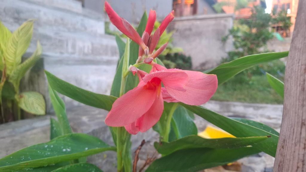 a pink flower sitting on top of a plant at Inara Homestay in Huu
