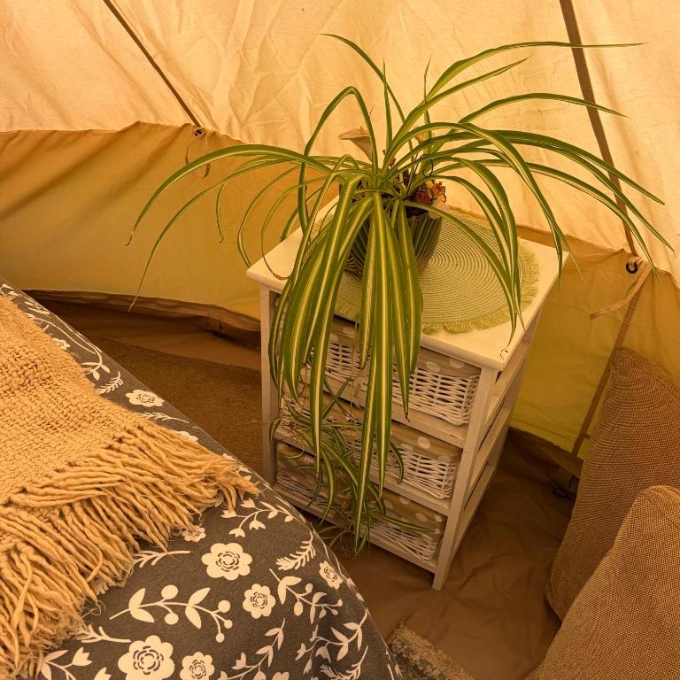 a plant in a basket next to a tent at Apple Tree glamping near Brighton in Saltdean