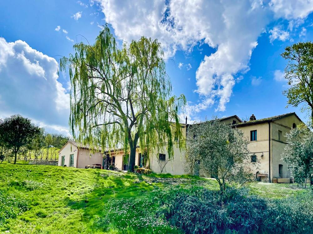 a house on a grassy hill with a tree at Rifugio Vita Luminosa in Montecarotto