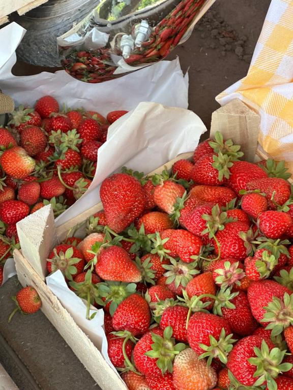 a bunch of strawberries in baskets on a table at Ak-Bulak in Kurmenty