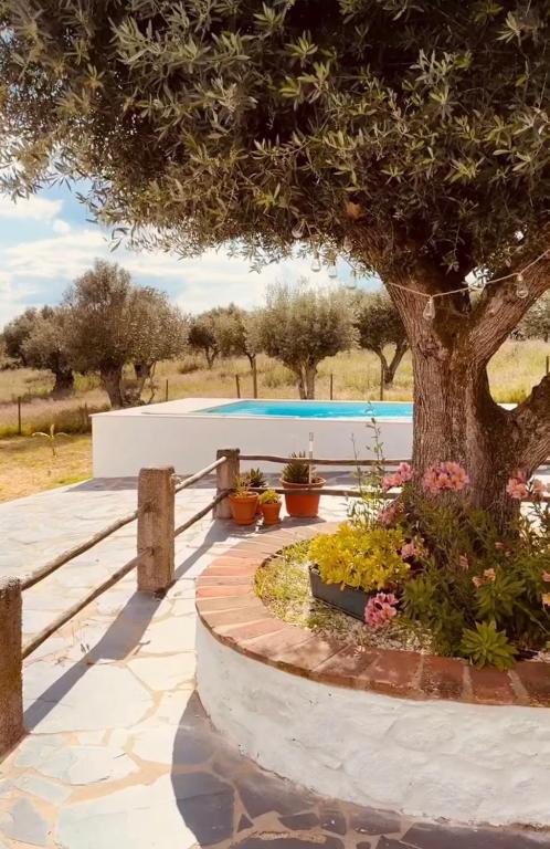 a tree and a bench next to a pool at Monte do Pópulo in Estremoz
