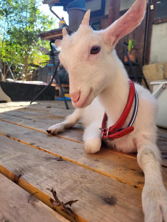 a white goat with a red collar laying on a wooden table at ゲストハウス 汀 Guesthouse NAGISA in Tanabe