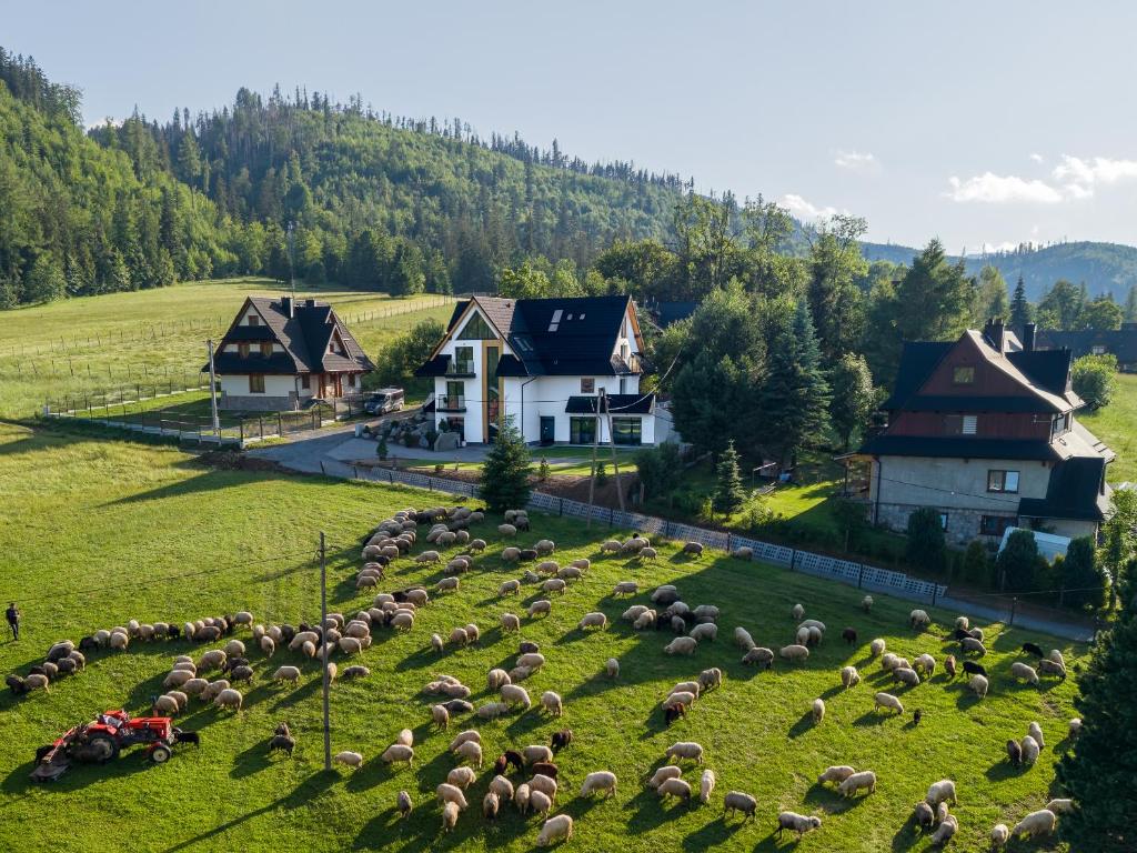 a herd of sheep grazing on a green field at Willa Folc in Kościelisko