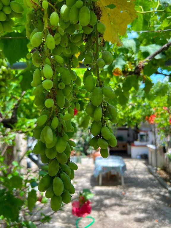 a bunch of green grapes hanging from a tree at Nancy in Politika