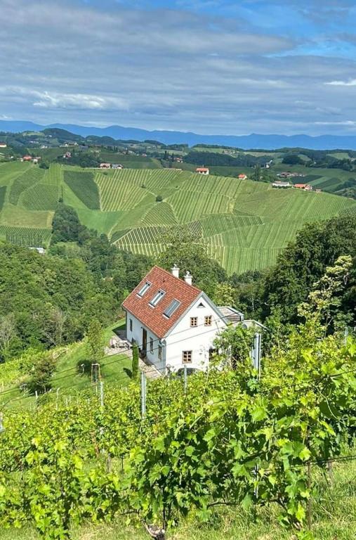 a white house in the middle of a green field at Weingartenhaus Eckberg41 in Eckberg