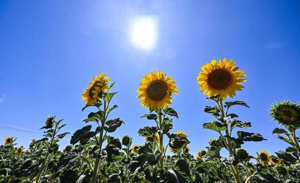 a field of sunflowers against a blue sky at B&B D'Issy in Issy-lʼÉvêque