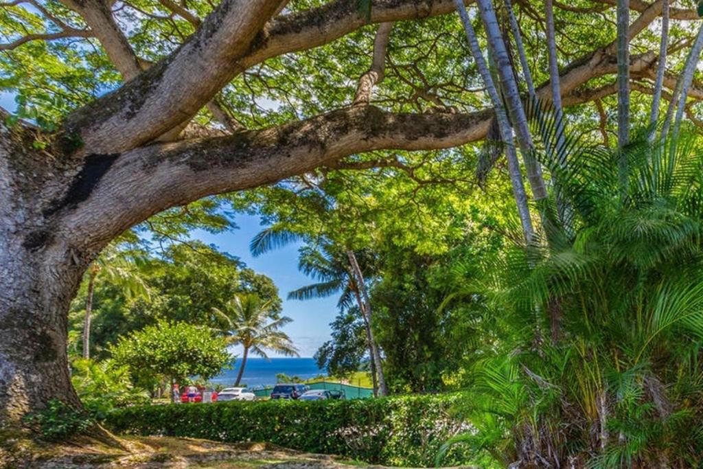 a tree with a view of the ocean at Puamana 21D in Princeville