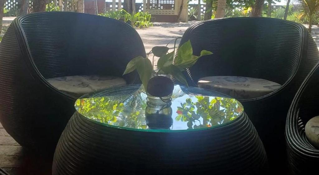 two chairs with a plant in a bowl of water at Bluehaven Austin House in La Paz