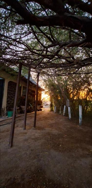 a group of trees in front of a building at Nchaman Nest in Loiyangalani 