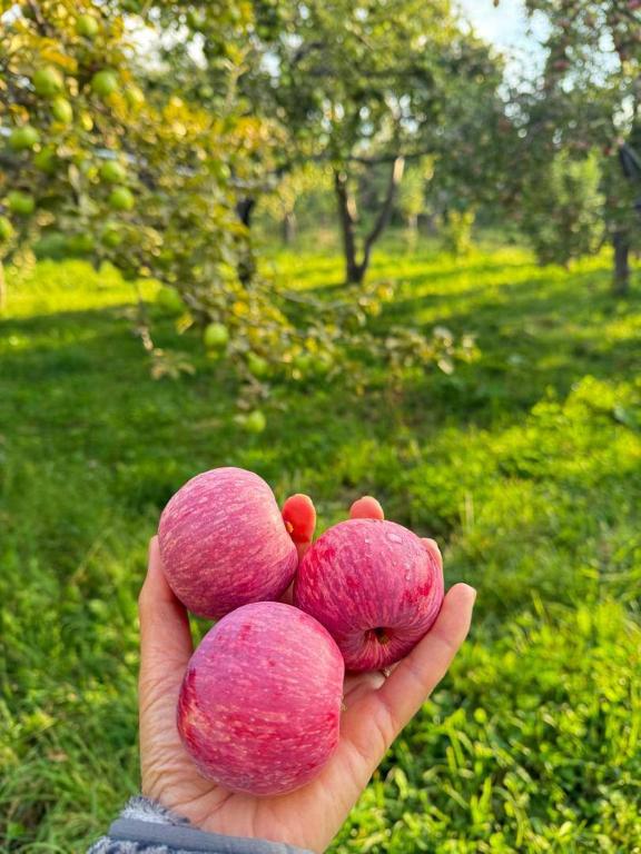 a person holding three pink balls in their hand at Darhan Guest House in Darkan