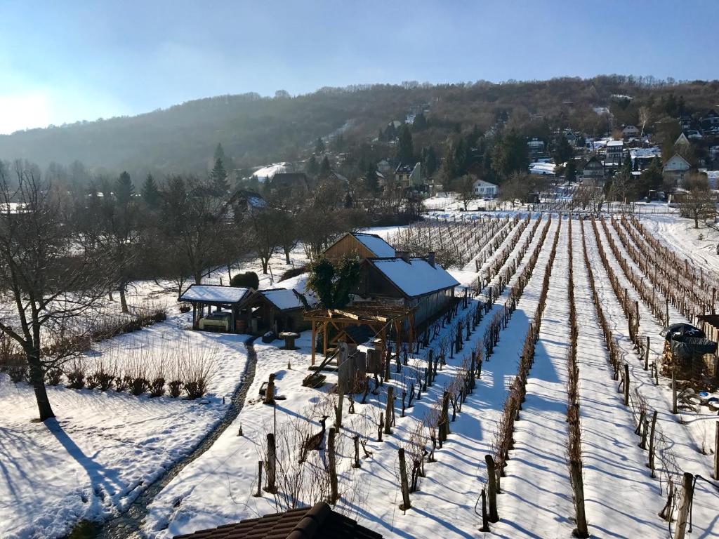 een luchtzicht op een wijngaard in de sneeuw bij Herold Panzió in Dunabogdány