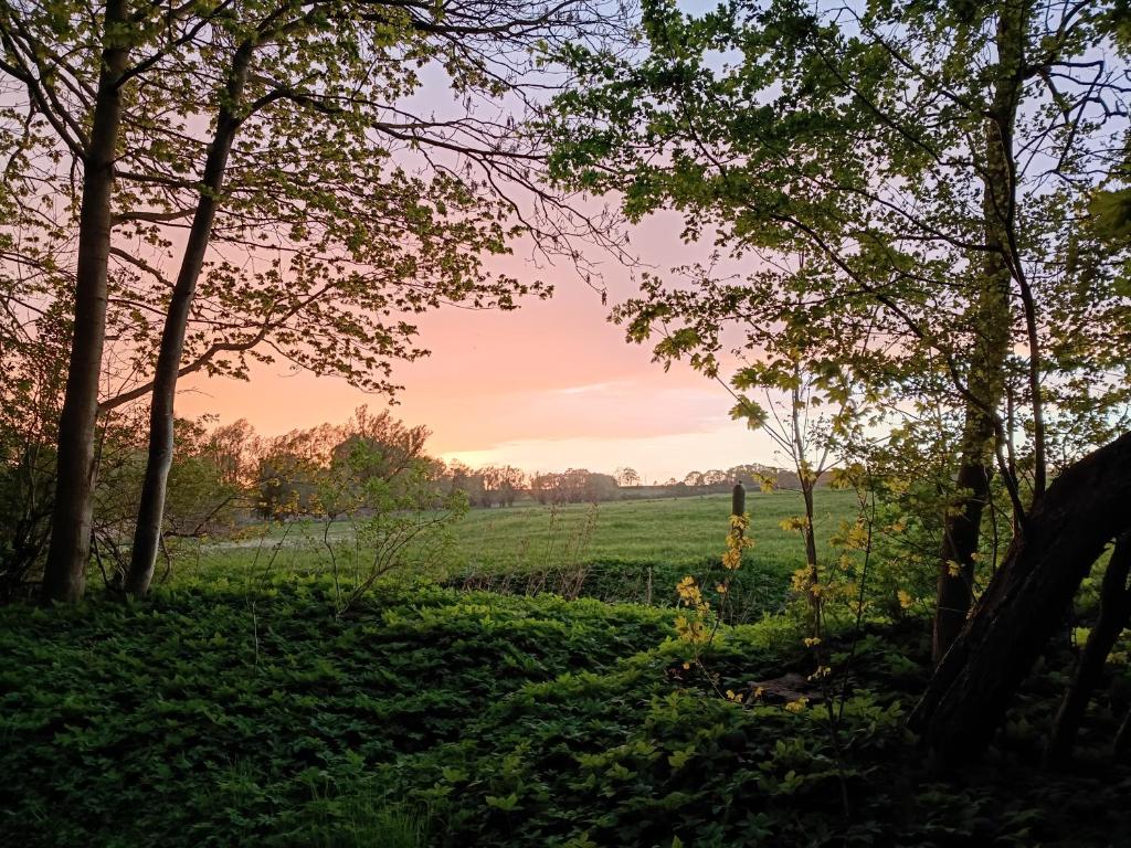 a field with trees and cows in the distance at Ferien am Schloss - Wohnung 2 "die Maus", Ferienwohnung am Badesee in Behren-Lübchin