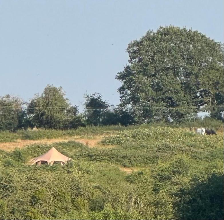 a tent in the middle of a field at Sunset and birdsong in Hereford