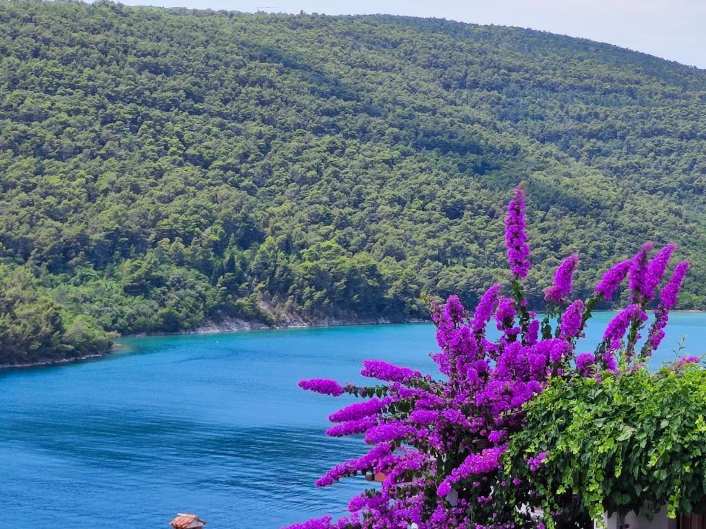 a plant with purple flowers in front of a river at Villa Luma Apartments in Labin