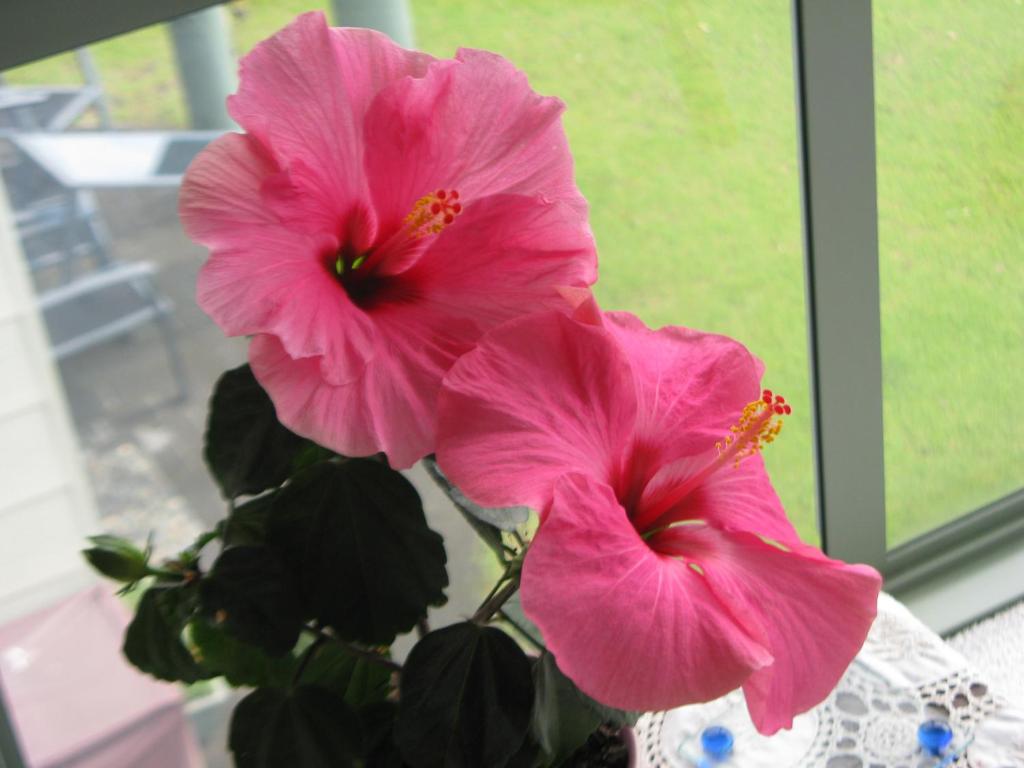 two pink flowers in a vase next to a window at Hibiscus Bed & Breakfast in Waihi Beach