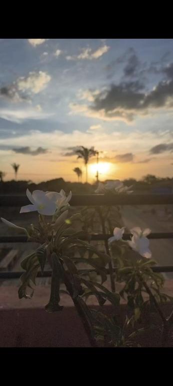 a white flower on a plant with the sunset in the background at Casa Refúgio na Serra, Tianguá in Tianguá