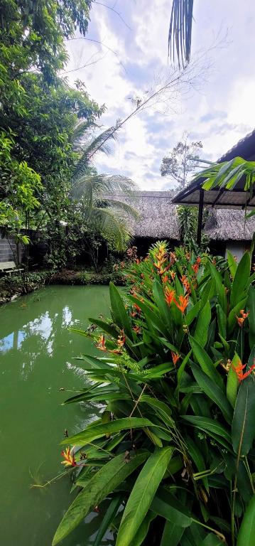 a pond of green water with plants and flowers at Phuc Sinh Homestay in Ben Tre